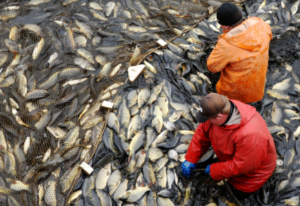 FISH FARMING YOJANA 2025